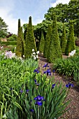 TALL YEW SPIRES IN THE WELL GARDEN, AT WOLLERTON OLD HALL