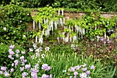 WISTERIA SINENSIS ALBA AT WOLLERTON OLD HALL