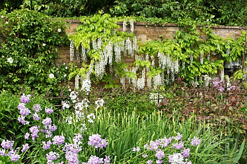 WISTERIA_SINENSIS_ALBA_AT_WOLLERTON_OLD_HALL