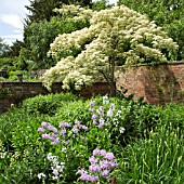 CORNUS CONTROVERSA VARIEGATA AT WOLLERTON OLD HALL