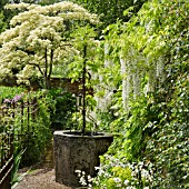 WISTERIA SINENSIS ALBA AT WOLLERTON OLD HALL