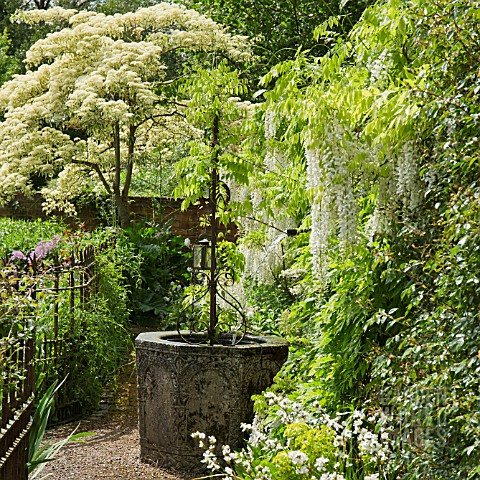 WISTERIA_SINENSIS_ALBA_AT_WOLLERTON_OLD_HALL