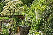 WISTERIA SINENSIS ALBA AT WOLLERTON OLD HALL