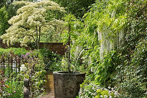 WISTERIA_SINENSIS_ALBA_AT_WOLLERTON_OLD_HALL