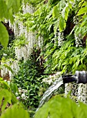 WISTERIA SINENSIS ALBA AT WOLLERTON OLD HALL