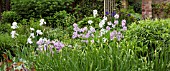 IRIS AND HESPERIS MATRONALIS AT WOLLERTON OLD HALL