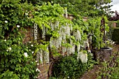 WISTERIA SINENSIS ALBA AT WOLLERTON OLD HALL