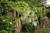 WISTERIA SINENSIS ALBA AT WOLLERTON OLD HALL