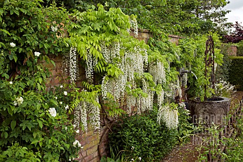 WISTERIA_SINENSIS_ALBA_AT_WOLLERTON_OLD_HALL