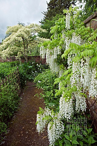 WISTERIA_SINENSIS_ALBA_AT_WOLLERTON_OLD_HALL