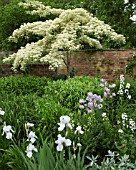 CORNUS CONTROVERSA VARIEGATA AT WOLLERTON OLD HALL