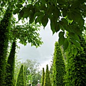 IMPRESSIVE TALL YEW SPIRES IN THE WELL GARDEN, AT WOLLERTON OLD HALL