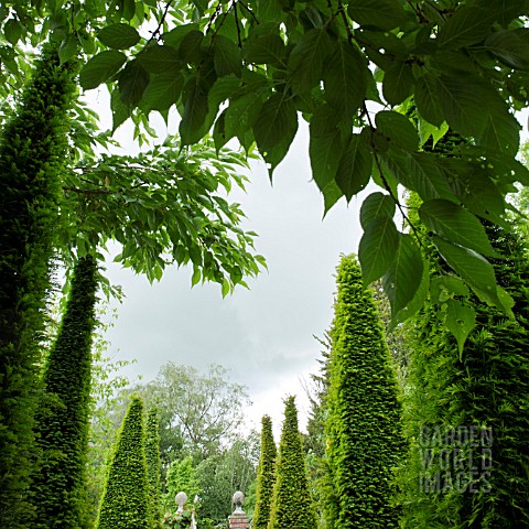 IMPRESSIVE_TALL_YEW_SPIRES_IN_THE_WELL_GARDEN_AT_WOLLERTON_OLD_HALL