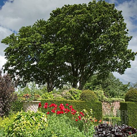 BORDERS_OF_HERBACEOUS_PERENNIALS_YEW_HEDGES_MATURE_TREES_AND_SHRUBS_AT_WOLLERTON_OLD_HALL