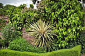 CLEMATIS MONTANA MARJORIE AND HEDERA SULPHUR HEART GROWING ON WALL AT WOLLERTON OLD HALL