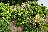 CLEMATIS MONTANA MARJORIE AND HEDERA SULPHUR HEART GROWING ON WALL AT WOLLERTON OLD HALL