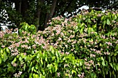 CLEMATIS MONTANA MARJORIE GROWING ON WALL AT WOLLERTON OLD HALL