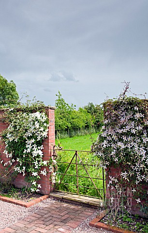 BRICK_PATH_TO_WROUGHT_IRON_GATE_WITH_CLEMATIS_MONTANA_PINK_PERFECTION_AT_WOLLERTON_OLD_HALL