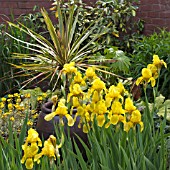IRIS WITH PHORMIUM WINGS OF GOLD IN CONTAINER AT WOLLERTON OLD HALL