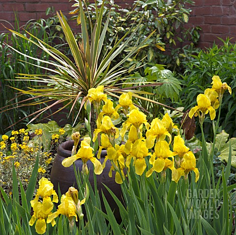 IRIS_WITH_PHORMIUM_WINGS_OF_GOLD_IN_CONTAINER_AT_WOLLERTON_OLD_HALL