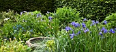 COLOUR THEMED BORDER WITH IRIS SIBIRICA WORTH-THE-WAIT AT WOLLERTON OLD HALL