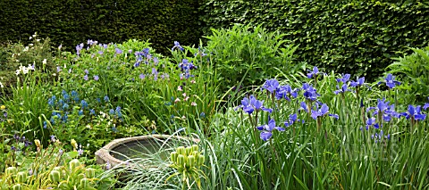 COLOUR_THEMED_BORDER_WITH_IRIS_SIBIRICA_WORTHTHEWAIT_AT_WOLLERTON_OLD_HALL