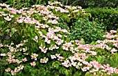 CORNUS KOUSA SATOMI AT WOLLERTON OLD HALL