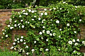 WHITE ROSE ON WALL AT WOLLERTON OLD HALL