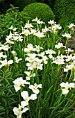 IRIS SIBIRICA WHITE SWIRL AT WOLLERTON OLD HALL