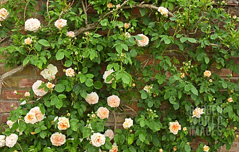ROSA_ALCHYMIST_AT_WOLLERTON_OLD_HALL