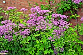 THALICTRUM AQUILEGIIFOLIUM