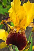 IRIS BUMBLEBEE DEELITE