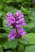 LAMIUM