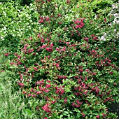 WEIGELA BRISTOL RUBY AT WOLLERTON OLD HALL