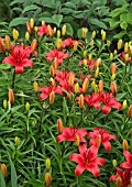 LILIUM ASIATIC RED CARPET