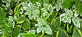 AEGOPODIUM PODAGRARIA VARIEGATUM AND HOSTA