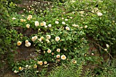 ROSA ALCHYMIST WALL AT WOLLERTON OLD HALL