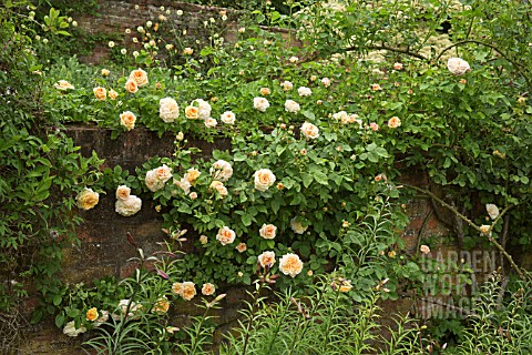 ROSA_ALCHYMIST_WALL_AT_WOLLERTON_OLD_HALL