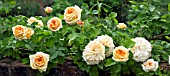 ROSA ALCHYMIST ON WALL AT WOLLERTON OLD HALL