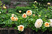 ROSA ALCHYMIST ON WALL AT WOLLERTON OLD HALL