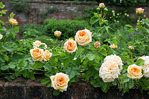 ROSA_ALCHYMIST_ON_WALL_AT_WOLLERTON_OLD_HALL