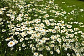 LEUCANTHEMUM VULGARE