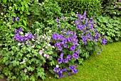 GERANIUM X MAGNIFICUM IN LATE SPRING AT WOLLERTON OLD HALL