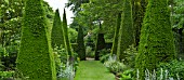 YEW WALK AT WOLLERTON OLD HALL