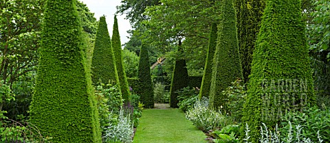 YEW_WALK_AT_WOLLERTON_OLD_HALL
