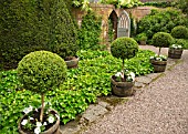 STANDARD BOX TOPIARY UNDERPLANTED WITH WHITE PETUNIAS IN WOODEN CONTAINERS AT WOLLERTON OLD HALL