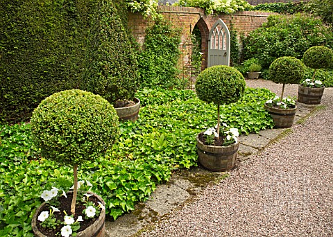 STANDARD_BOX_TOPIARY_UNDERPLANTED_WITH_WHITE_PETUNIAS_IN_WOODEN_CONTAINERS_AT_WOLLERTON_OLD_HALL
