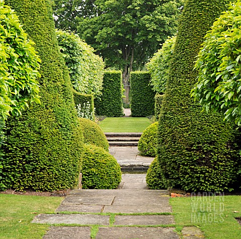 BOX_YEW_AND_LIMES_AT_WOLLERTON_OLD_HALL