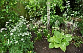 CAMASSIA, HOSTA, ASTRANTIA, UNDER BIRCH TREE, AT WOLLERTON OLD HALL