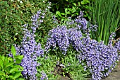 SALVIA FARINACEA AT WOLLERTON OLD HALL